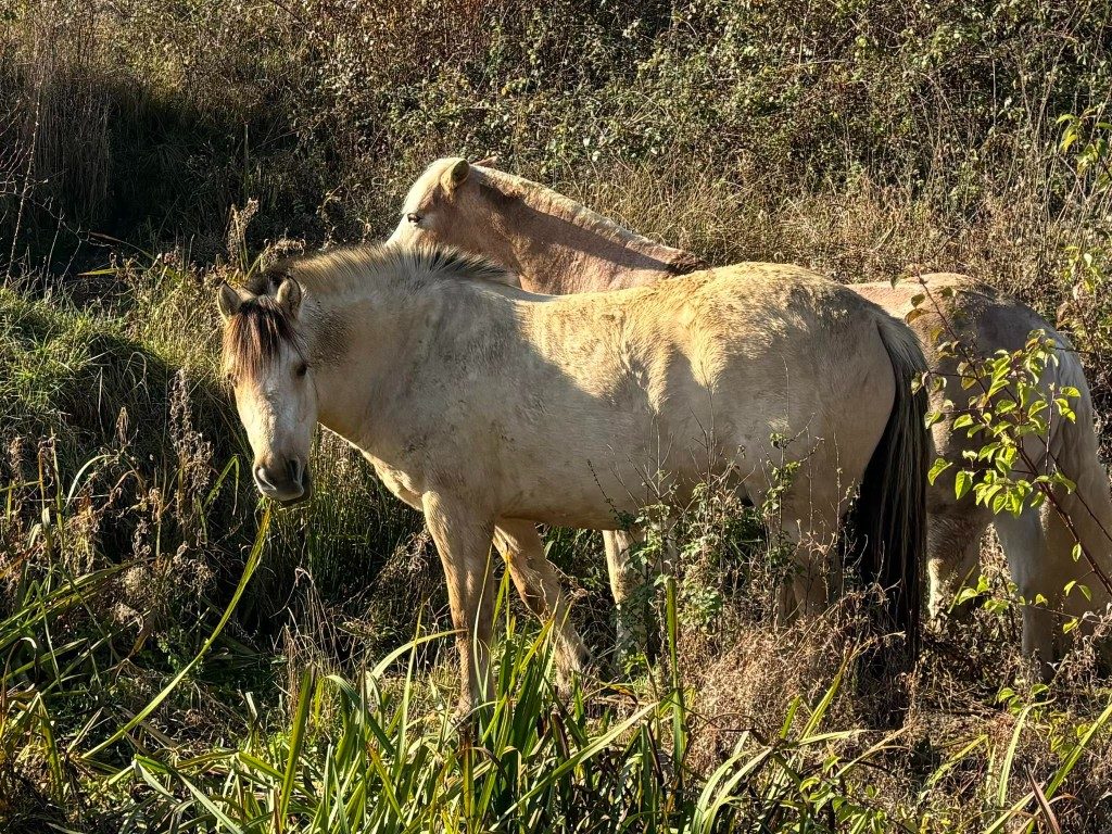 Zwei Pferde im hohen Gras