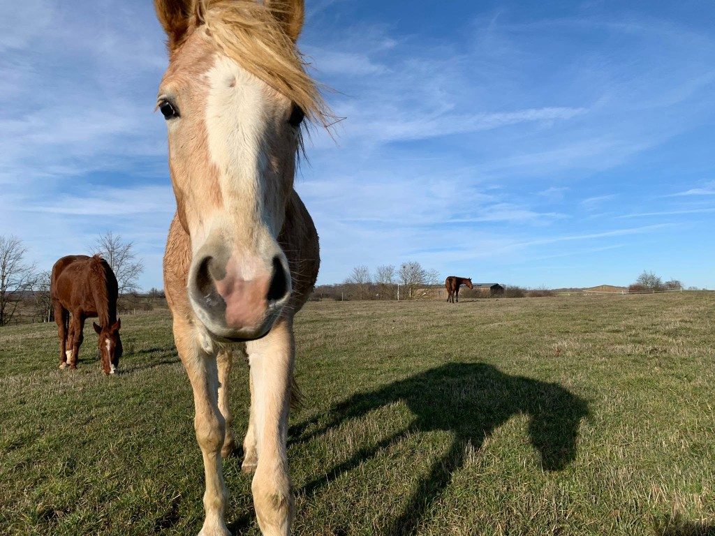 Ein Pferd auf der Weide