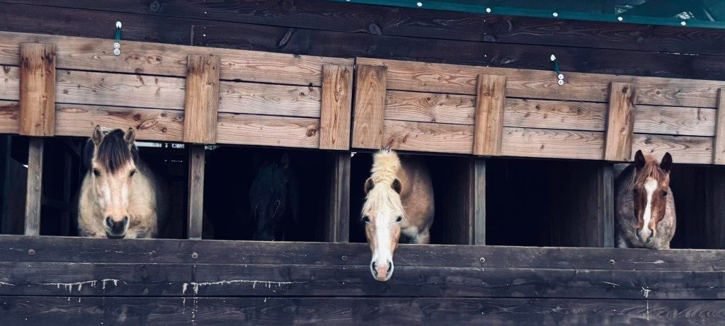 Pferde am Unterstand