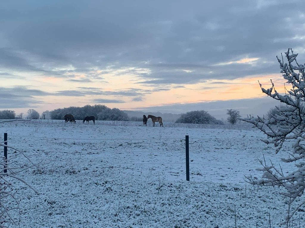 Weide im Winter